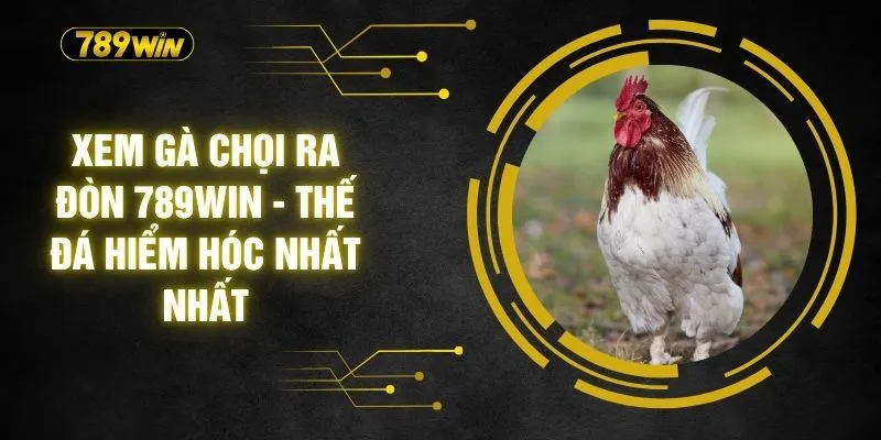 Xem Gà Chọi Ra Đòn 789WIN - Thế Đá Hiểm Hóc Nhất Nhất